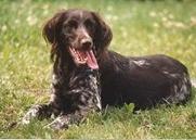 Kleiner M�nsterl�nder